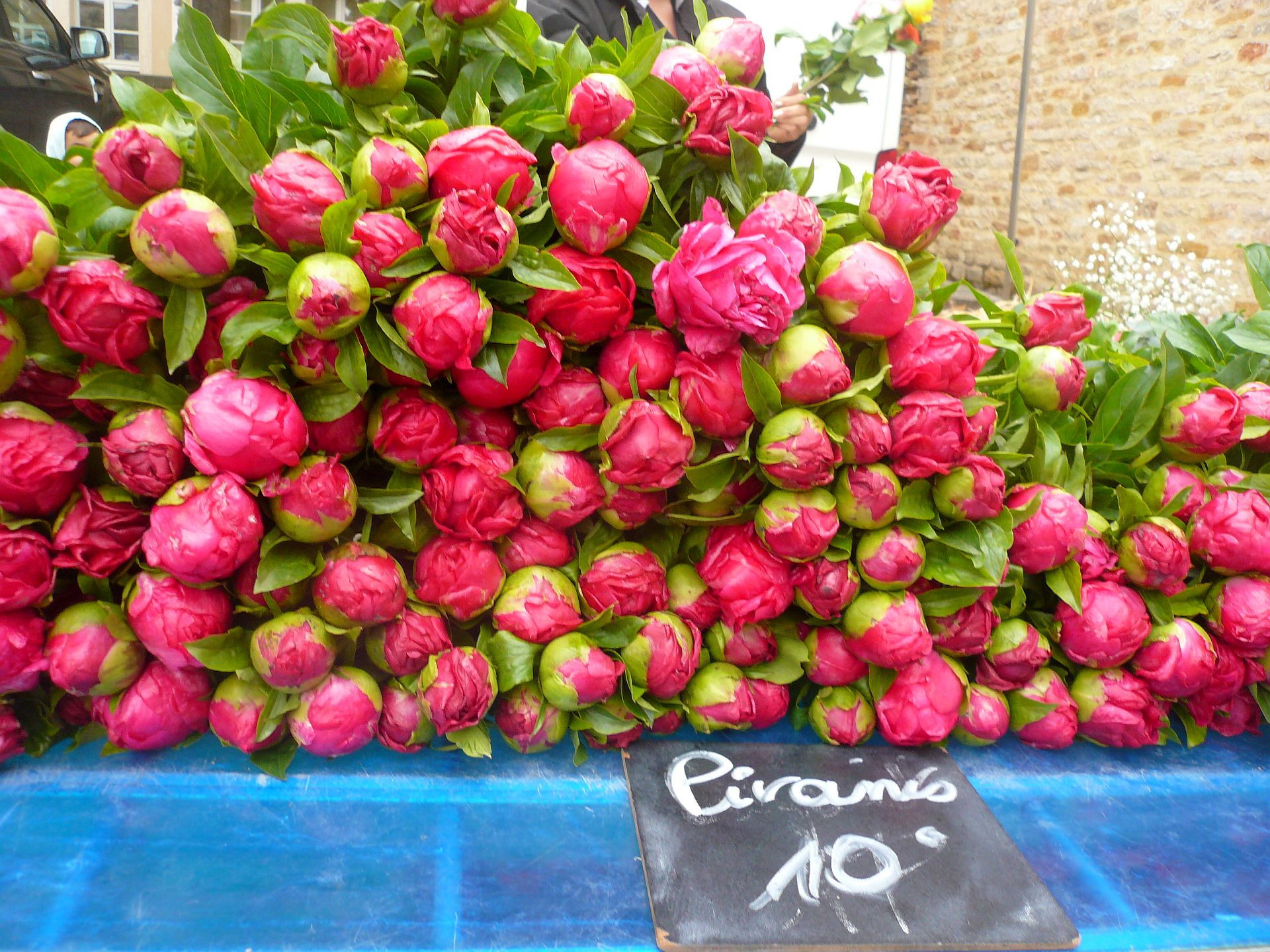 Pivoine - Pfingstrosen