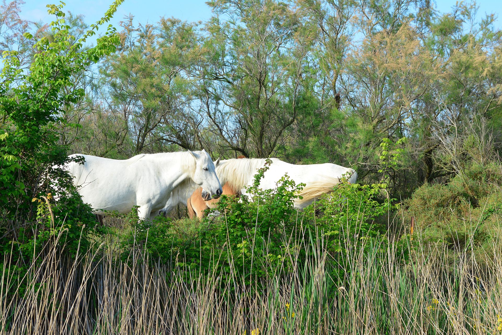 Wildpferde der Camarque