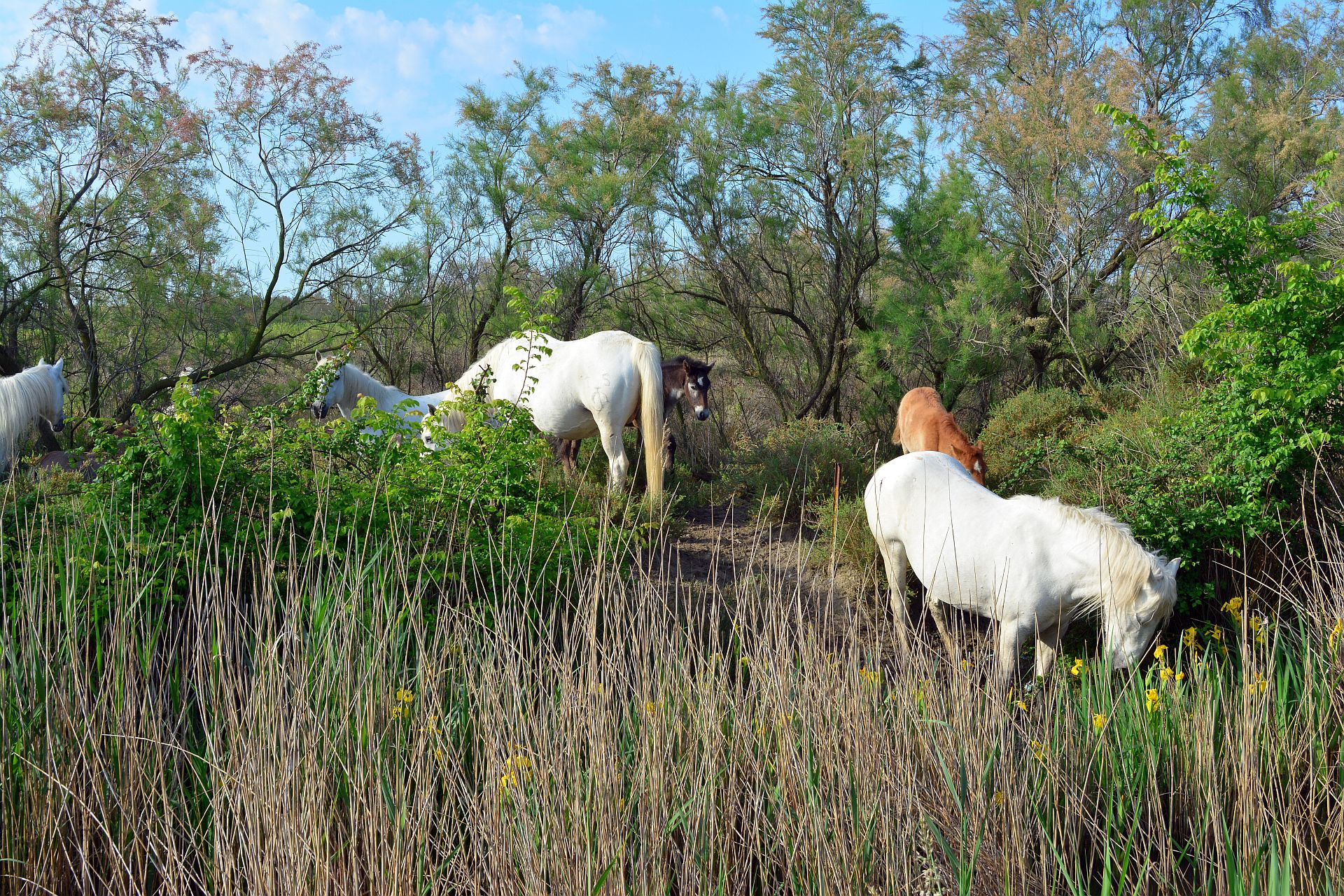 Wildpferde der Camarque