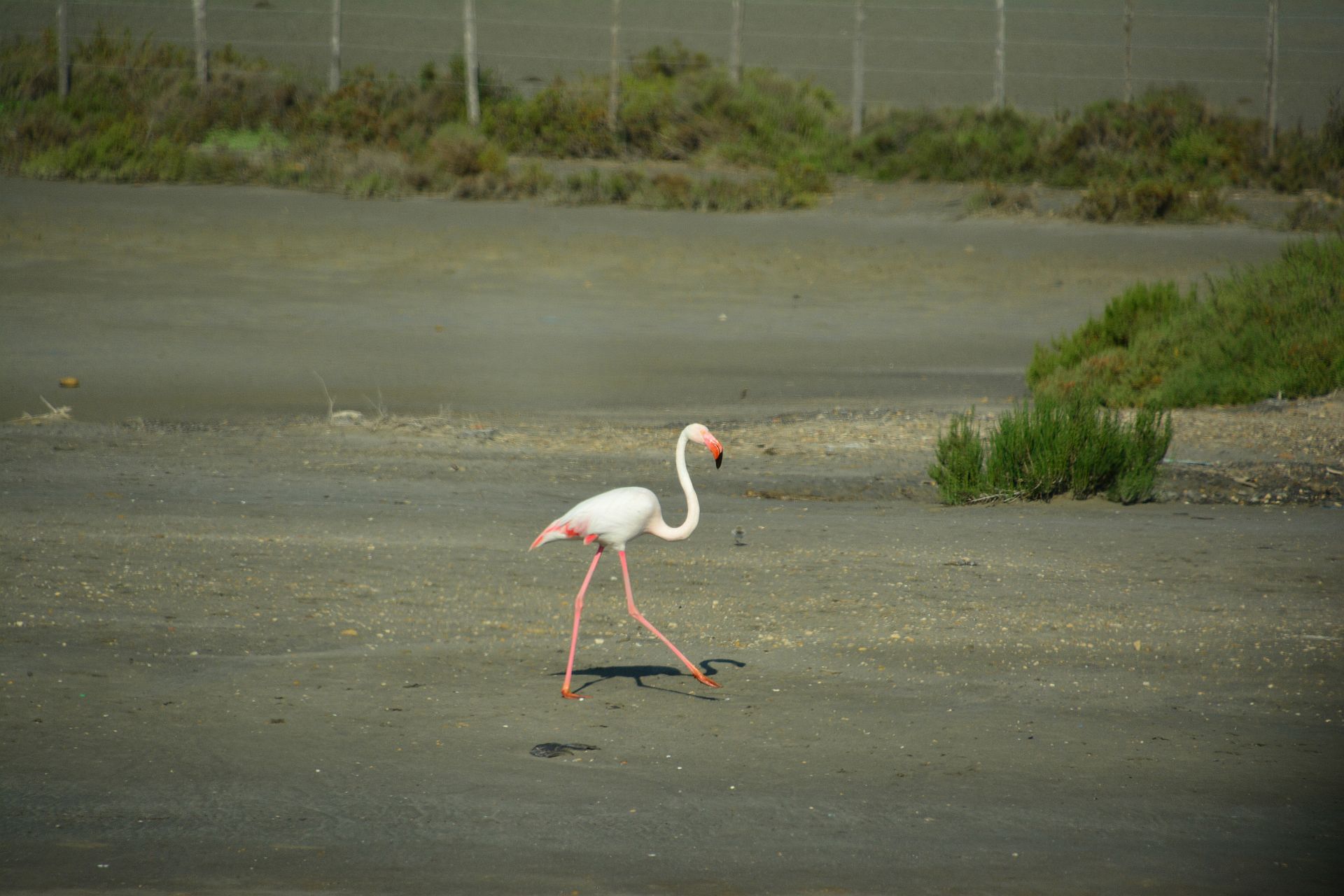 Flamingos