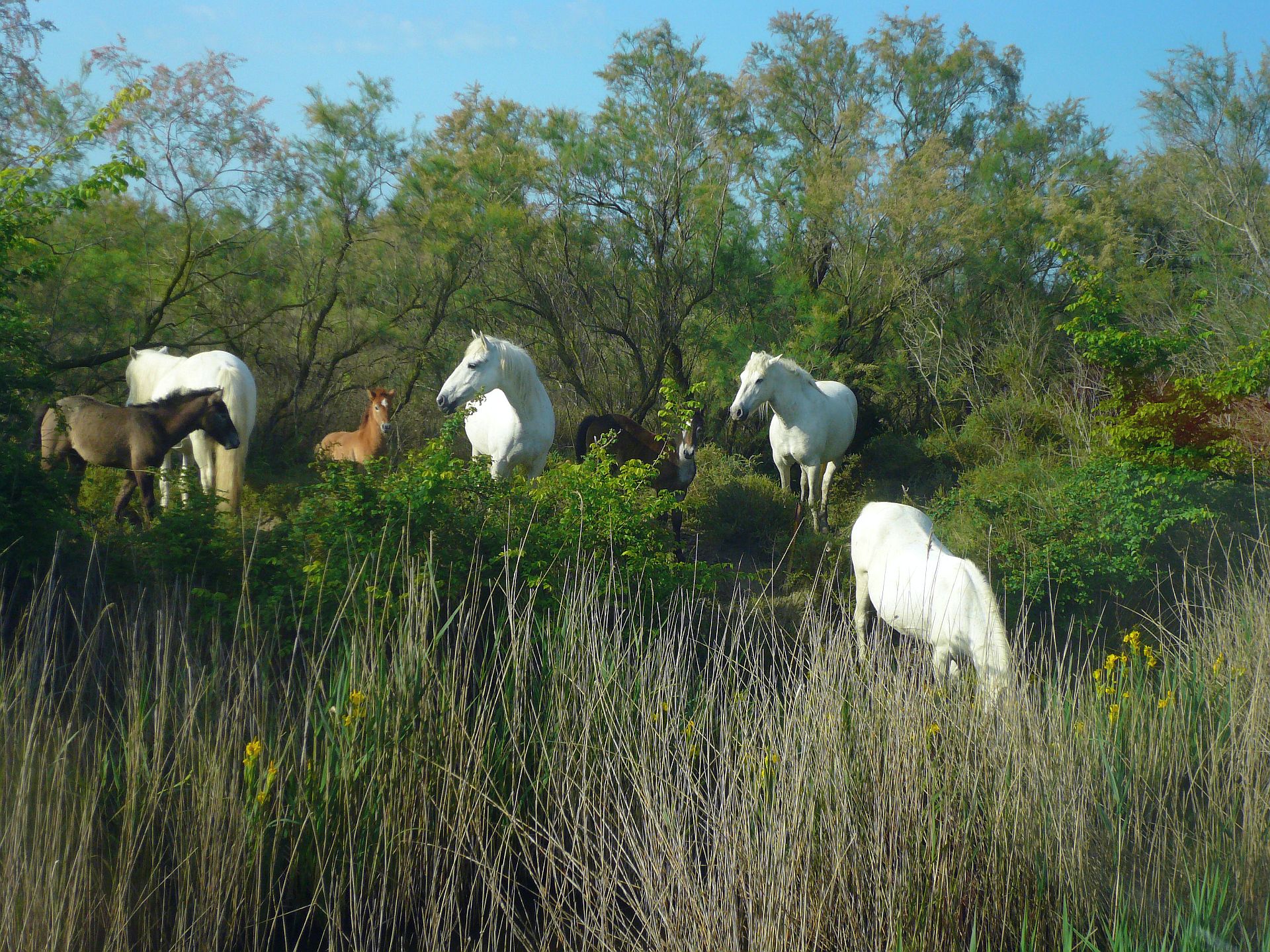 Wildpferde der Camarque