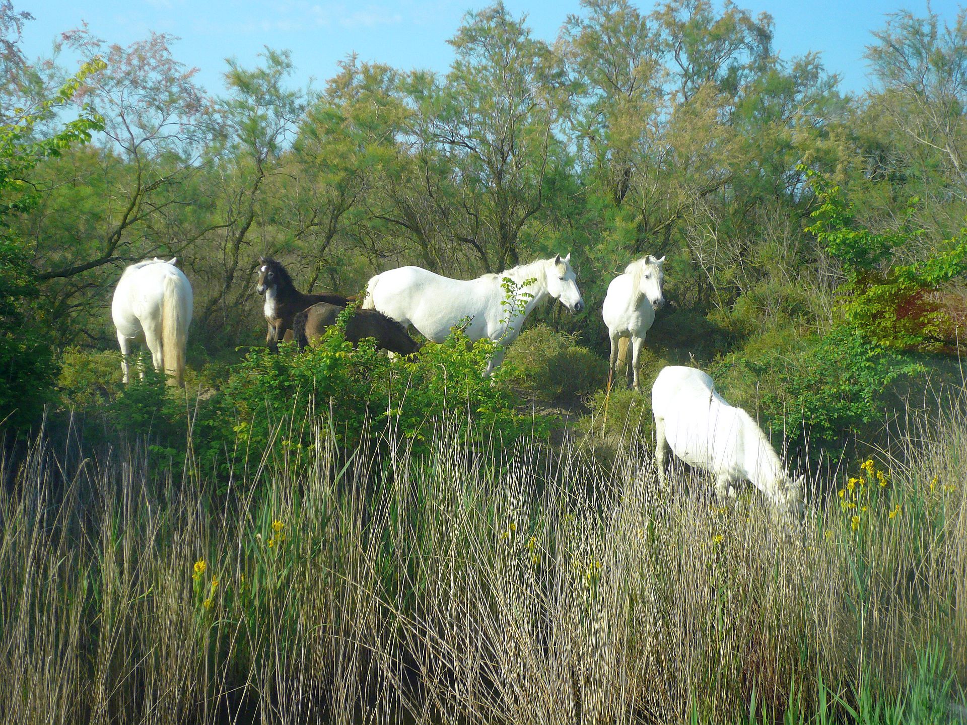 Wildpferde der Camarque